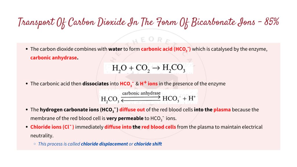 The transport of carbon dioxide in the form of bicarbonate ions. Gaseous Exchange in STPM Biology Semester 2 Chapter 7