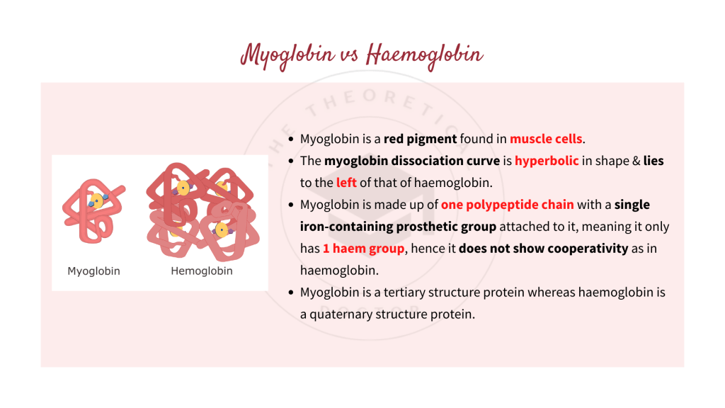 The differences between myoglobin and haemoglobin. Gaseous Exchange in STPM Biology Semester 2 Chapter 7