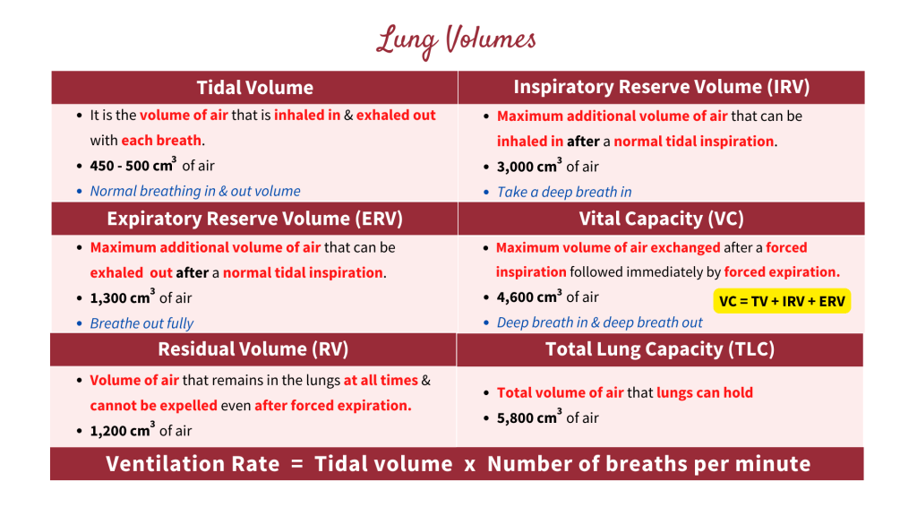 Lung volumes with the explanation of tidal volume, inspiratory reserve volume (IRV), expiratory reserve volume (ERV), vital capacity (VC), residual volume (RV), total lung capacity (TLC) and the formula of ventilation rate. Gaseous Exchange in STPM Biology Semester 2 Chapter 7
