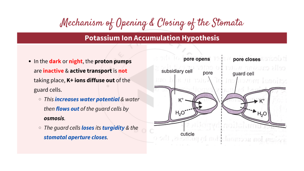The mechanism of opening and closing of the stomata according to potassium ion accumulation hypothesis. Gaseous Exchange in STPM Biology Semester 2 Chapter 7