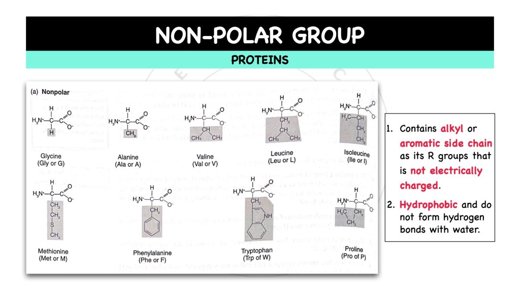 Non-polar group in proteins. Proteins in STPM Biology Semester 1 Chapter 1
