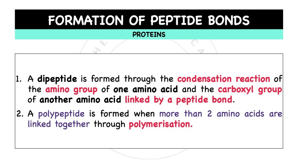 Formation of peptide bonds. Proteins in STPM Biology Semester 1 Chapter 1