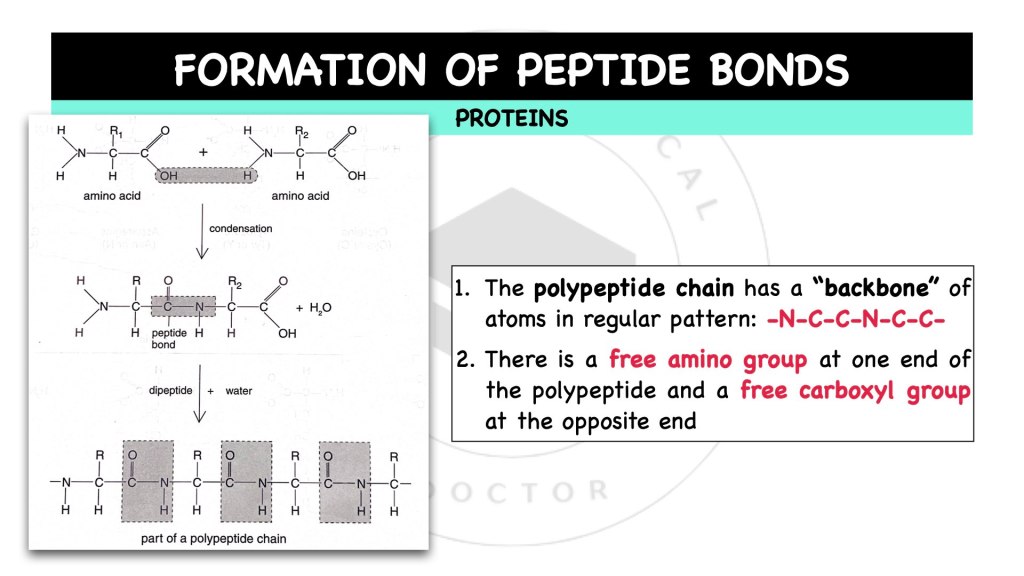 Formation of peptide bonds. Proteins in STPM Biology Semester 1 Chapter 1