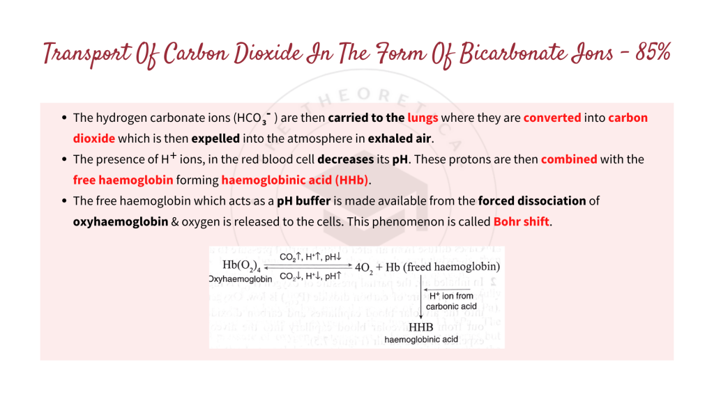 The transport of carbon dioxide in the form of bicarbonate ions. Gaseous Exchange in STPM Biology Semester 2 Chapter 7