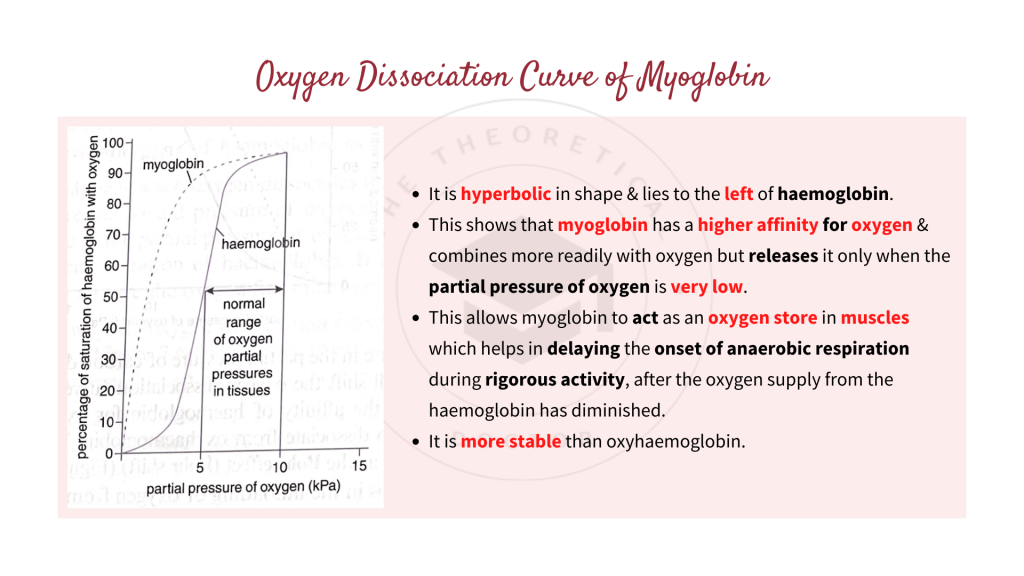 Oxygen dissociation curves of myoglobin with comparison on haemoglobin. Gaseous Exchange in STPM Biology Semester 2 Chapter 7