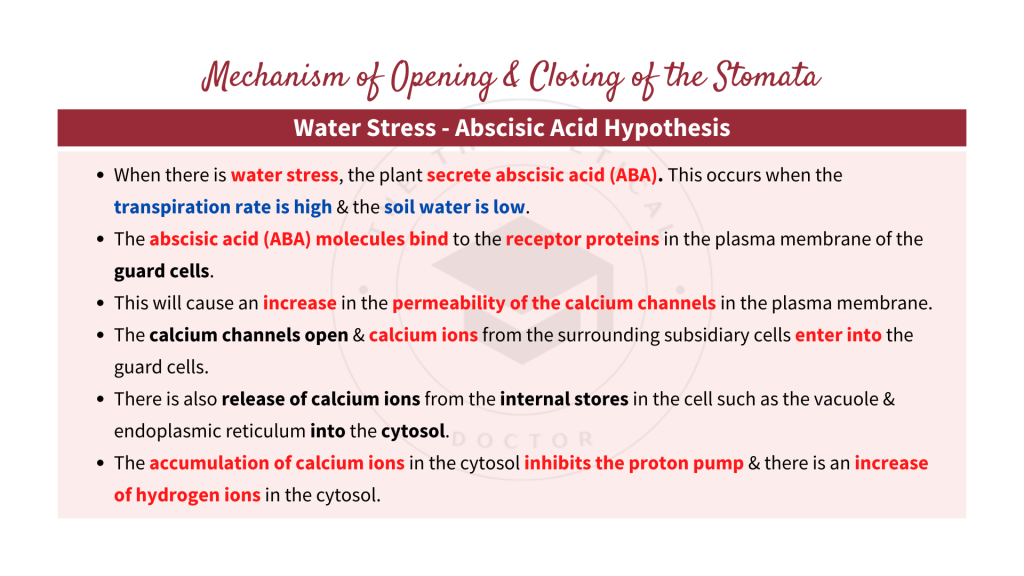 The mechanism of opening and closing of the stomata during water stress according to abscisic acid hypothesis. Gaseous Exchange in STPM Biology Semester 2 Chapter 7
