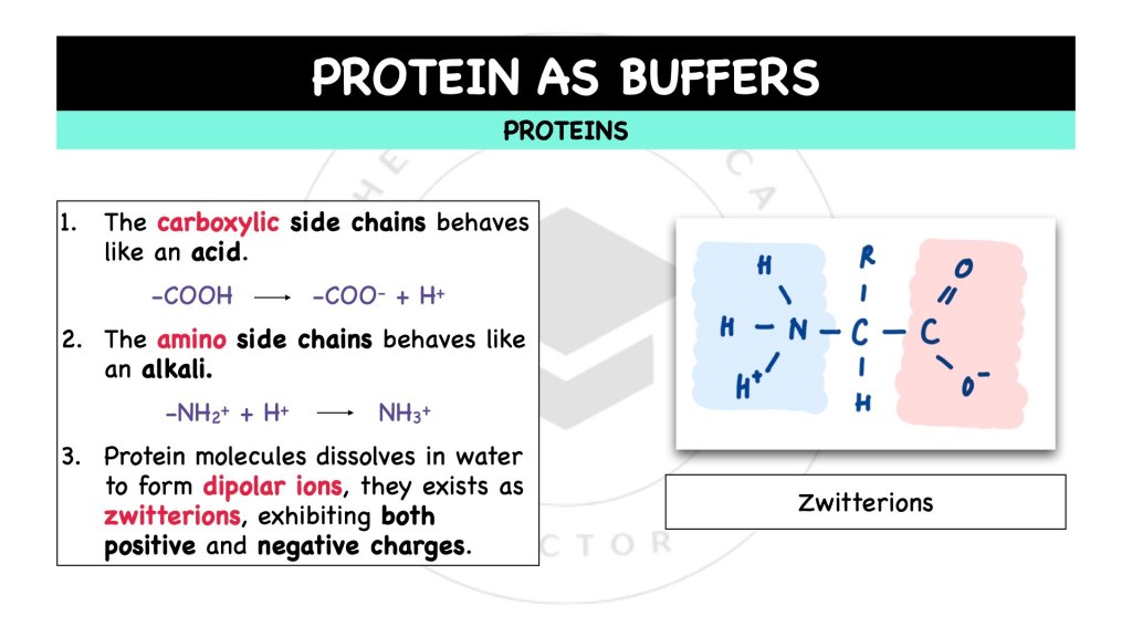 How does protein act as zwitterions? Proteins in STPM Biology Semester 1 Chapter 1