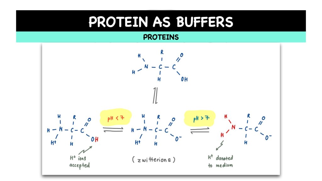 What are zwitterions? Proteins in STPM Biology Semester 1 Chapter 1
