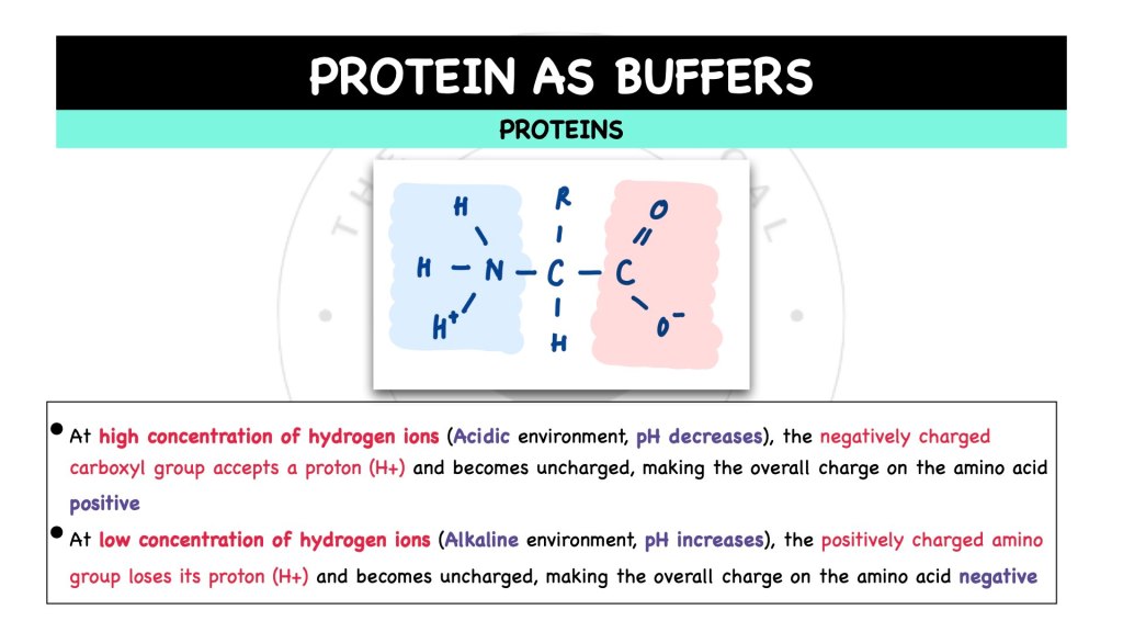 What are the functions of zwitterions? Proteins in STPM Biology Semester 1 Chapter 1