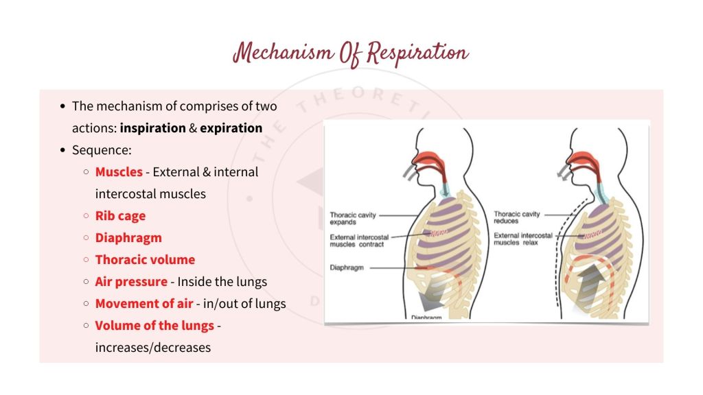 The mechanism of respiration in inspiration and expiration. Gaseous Exchange in STPM Biology Semester 2 Chapter 7