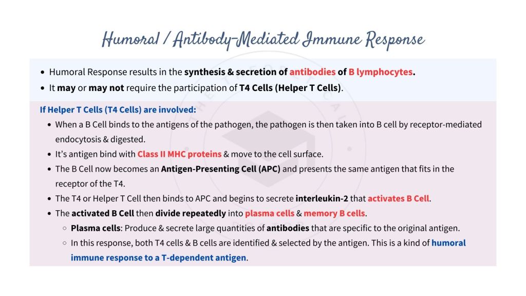 Explanation on the Humoral / Antibody-Mediated Immune Response involving Helper T Cells