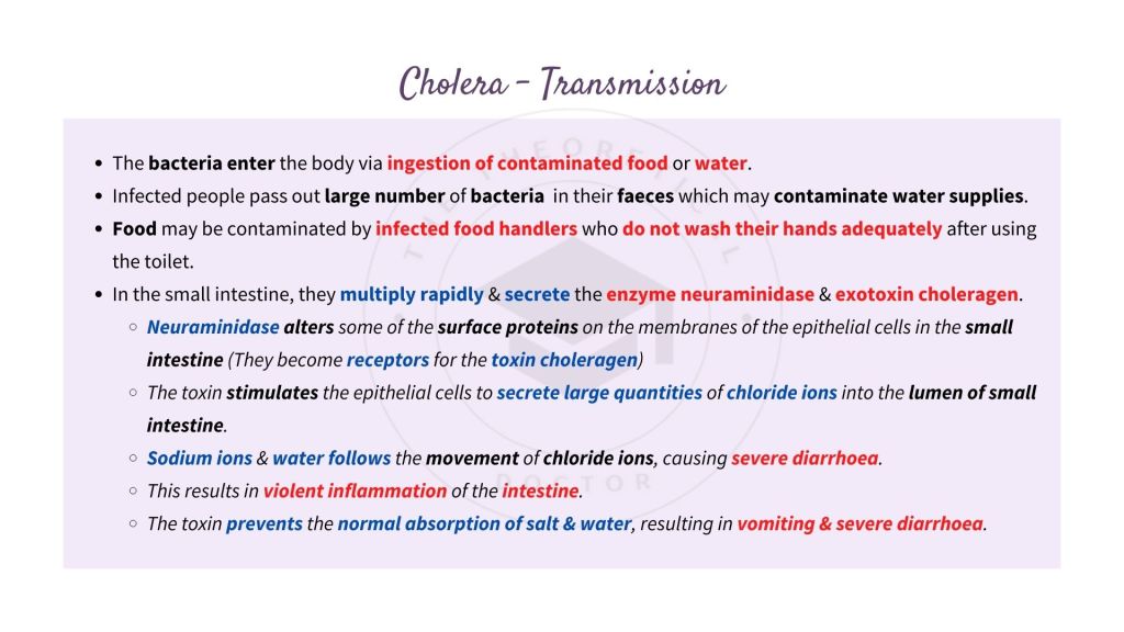 Transmission of cholera. Infectious Disease in STPM Biology Semester 2 Chapter 13