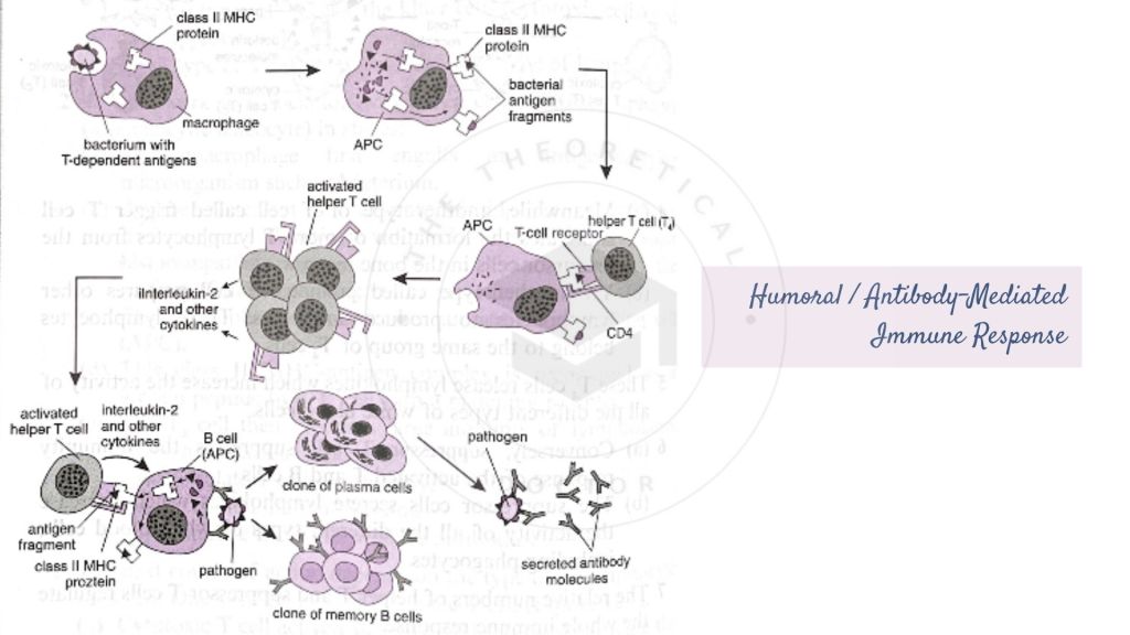 Diagrammatic explanation on the Humoral / Antibody-Mediated Immune Response involving Helper T Cells