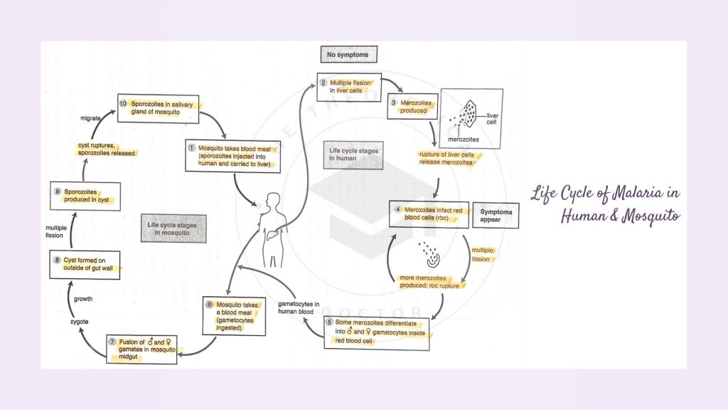 Life cycle of malaria in humans and mosquito. Infectious Disease in STPM Biology Semester 2 Chapter 13