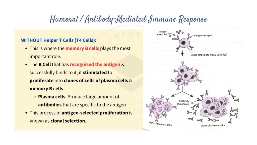 Diagrammatic explanation on the Humoral / Antibody-Mediated Immune Response involving Helper T Cells