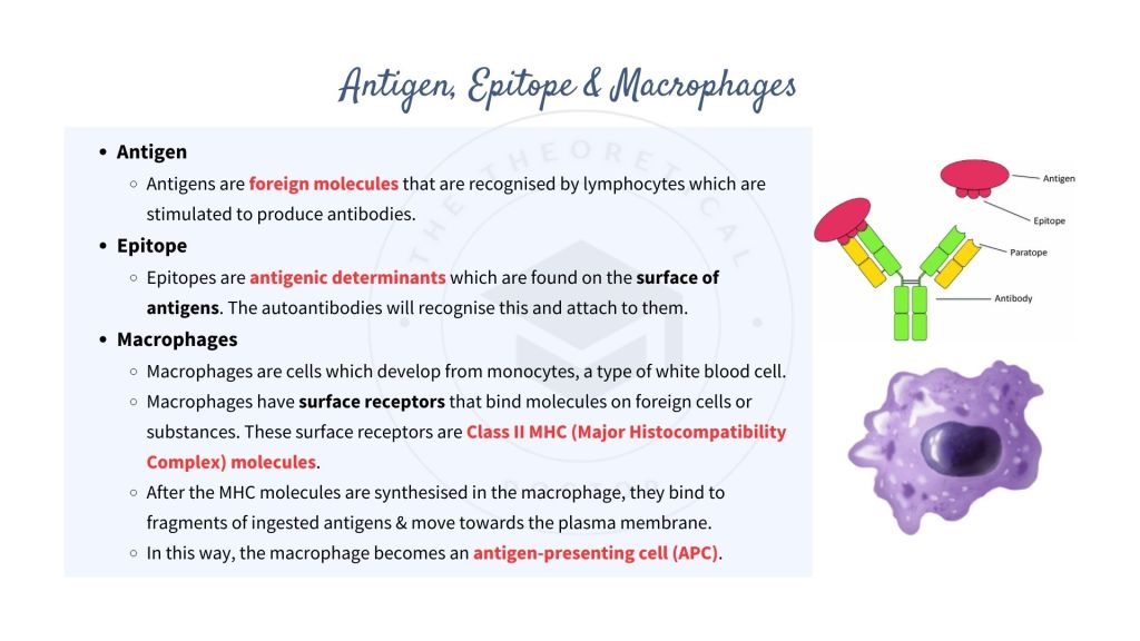 Explanation on antigen, epitope and macrophages - STPM Biology Sem 2 Immunity