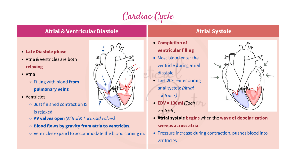 Explanations on atrial and ventricular diastole as well as atrial systole of the cardiac cycle.