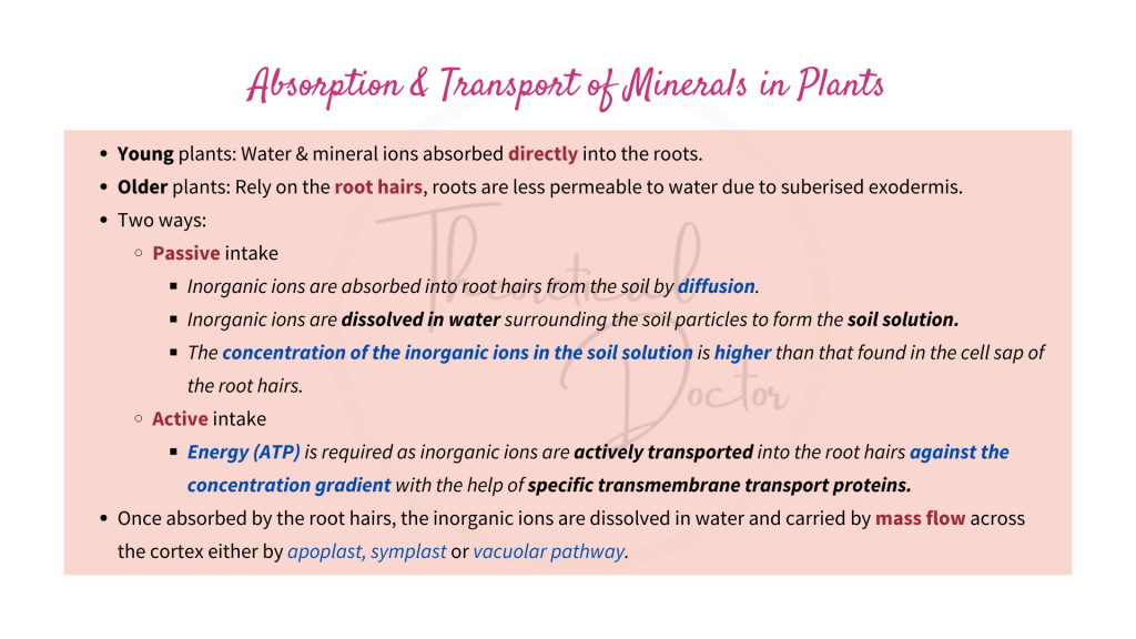 Explanation on the absorption and transport of minerals in plants.