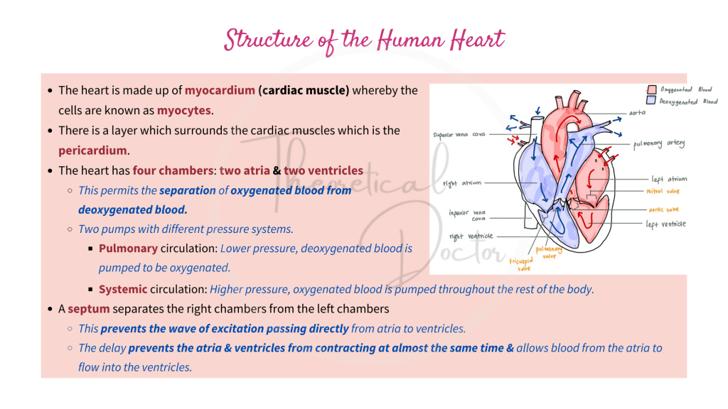 Explanation on the structure of the human heart.