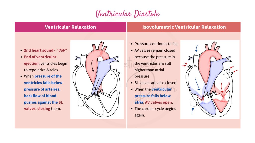 Explanations on the ventricular relaxation and isovolumetric ventricular relaxation of the ventricular diastole of the cardiac cycle.