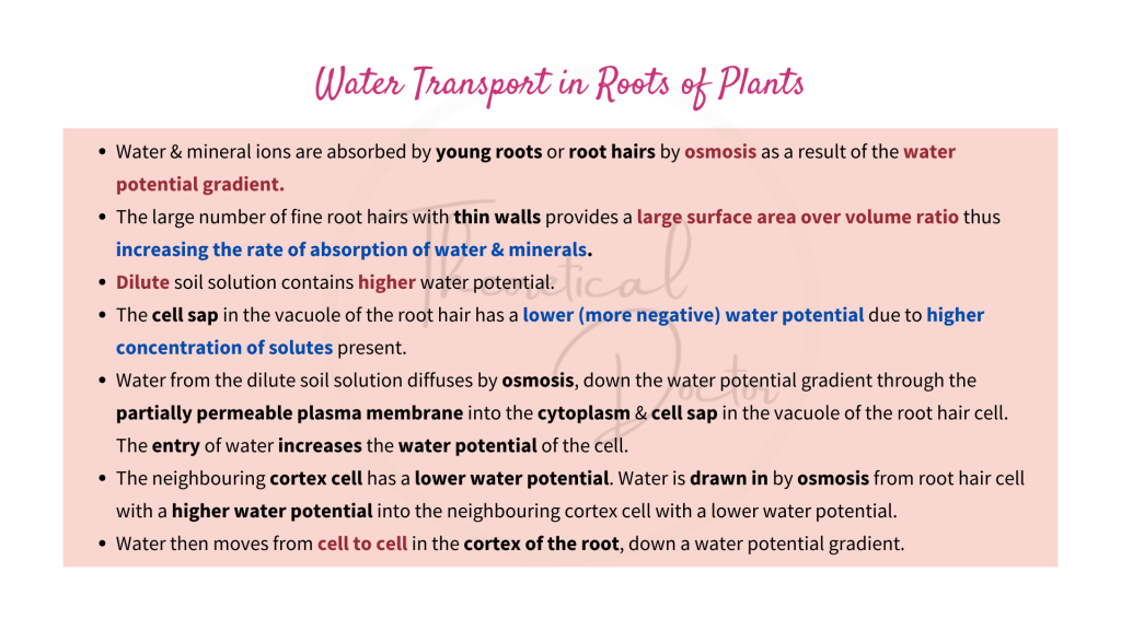 Explanations on Water Transport in Roots of Plants - Apoplast, Symplast & Vacuolar Pathway.