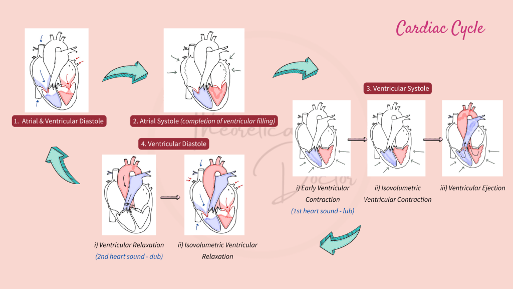 Summary of the cardiac cycle.