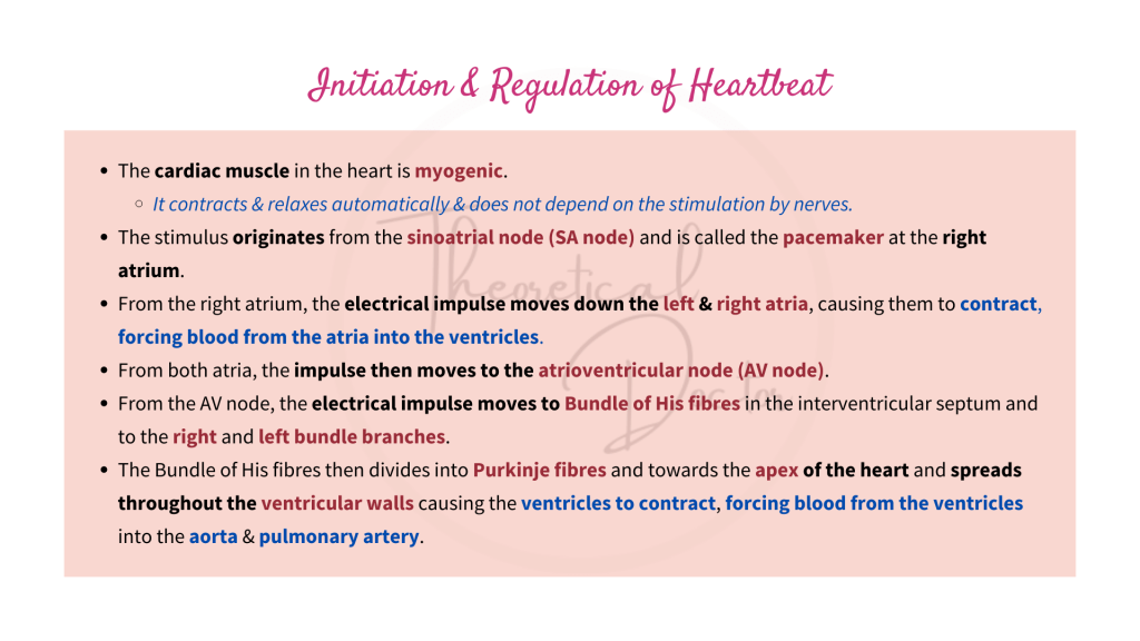 Explanations on the initiation and regulation of the heart beat of the human.