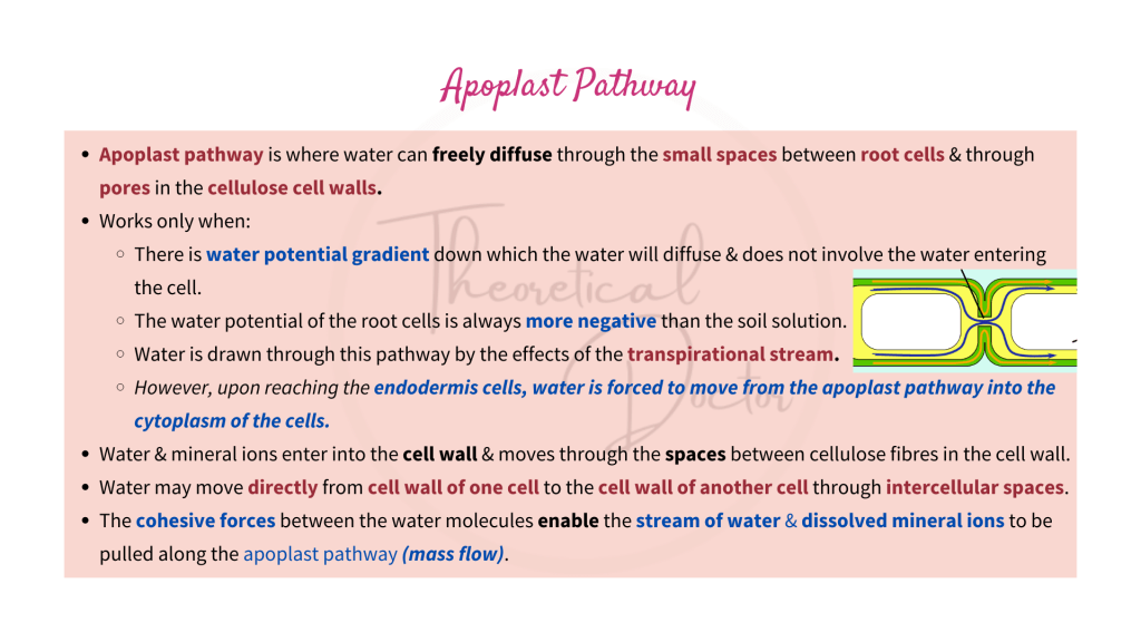 Explanations on Water Transport in Roots of Plants - Apoplast, Symplast & Vacuolar Pathway.