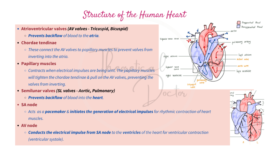 Explanation on the structure of the human heart.