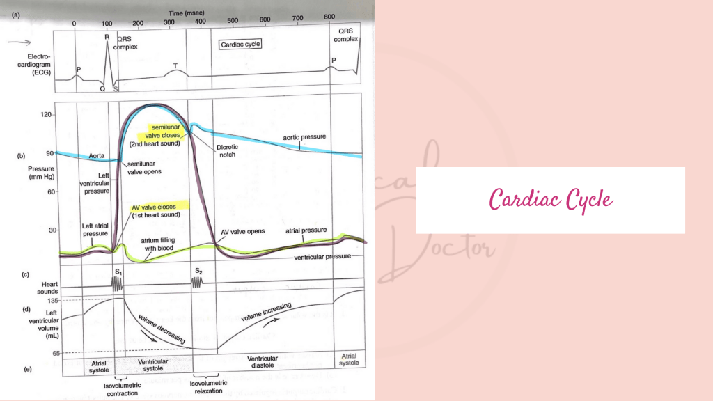 Graph of the cardiac cycle.